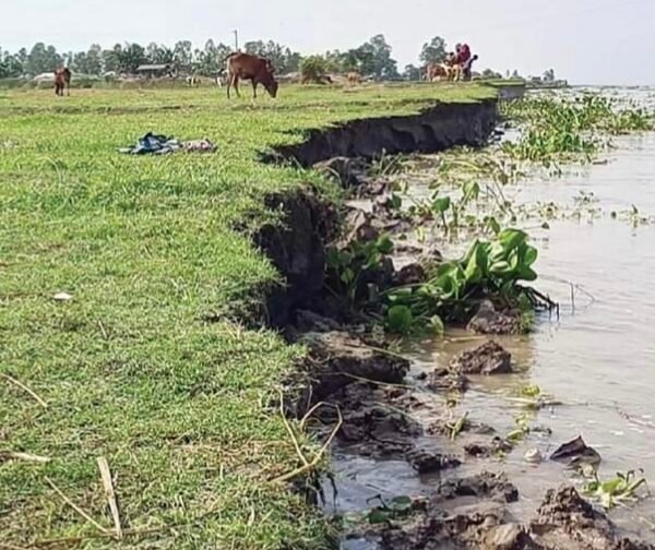 যমুনার বিলীন হচ্ছে মানিকগঞ্জের আলোকদিয়া চর।