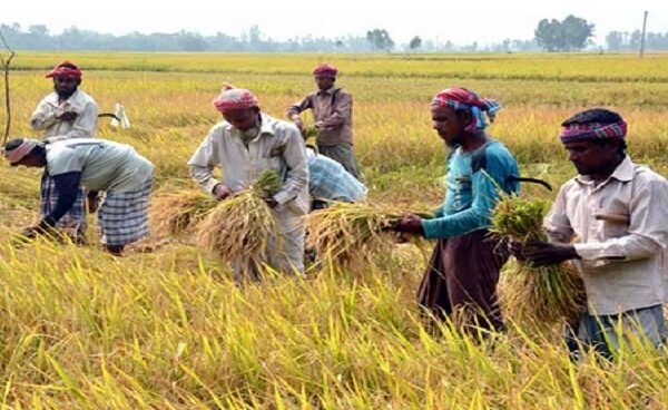 বগুড়ায় আমন ধান কাটায় ব্যস্ত কৃষক