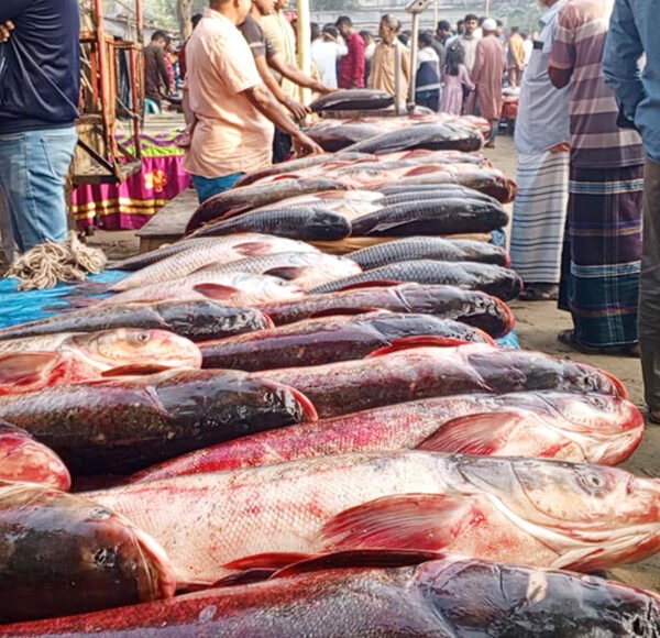 বগুড়ায় নবান্ন মেলায় মাছের পসরা, ঐতিহ্য ও অর্থনীতির সেতুবন্ধন