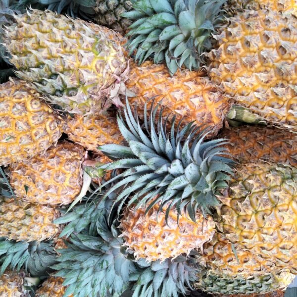 রাঙ্গামাটির পাহাড়ে হরমোন প্রয়োগ করে আগাম আনারস চাষ