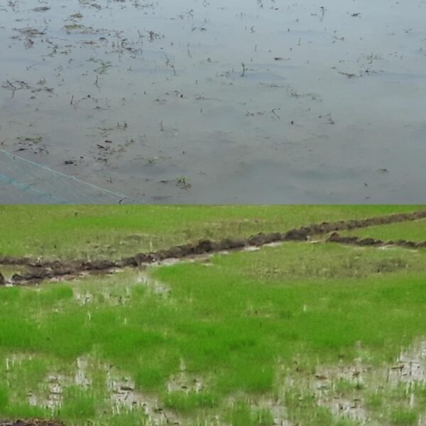 টানা বৃষ্টিতে যশোরে আমনের বীজতলা নষ্ট, চারা সংকটের আশঙ্কায়…