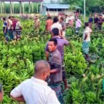 দিনাজপুরের দশমাইল কলার পাইকারি হাট…