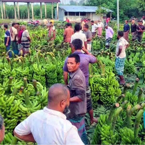 দিনাজপুরের দশমাইল কলার পাইকারি হাট উত্তরবঙ্গের অর্থনীতির প্রাণকেন্দ্র