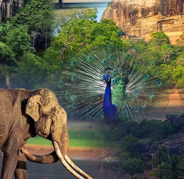 তামিলনাড়ুতে শুরু হলো শ্রীলঙ্কা পর্যটন রোডশো: ভারতীয় বাজারে নতুন…